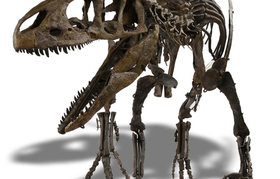 Queda sin comprador un esqueleto de Allosaurus de 155 millones de años