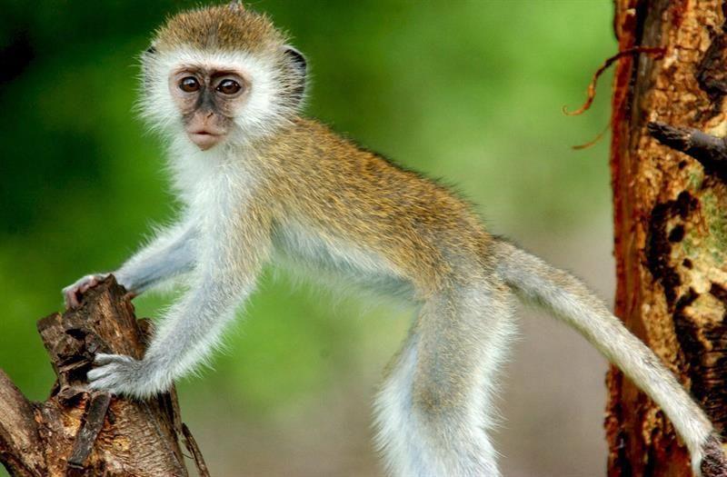 Un mono provoca un apagón eléctrico en toda Kenia