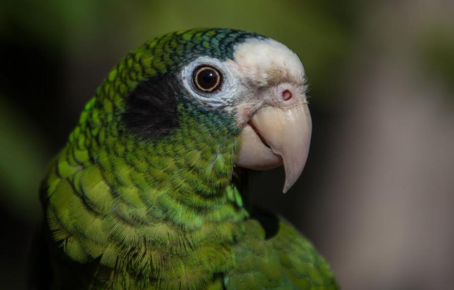 El potencial del turismo de aves de la República Dominicana