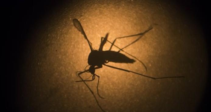 Puerto Rico rechaza fumigación del mosquito del Zika con insecticida naled