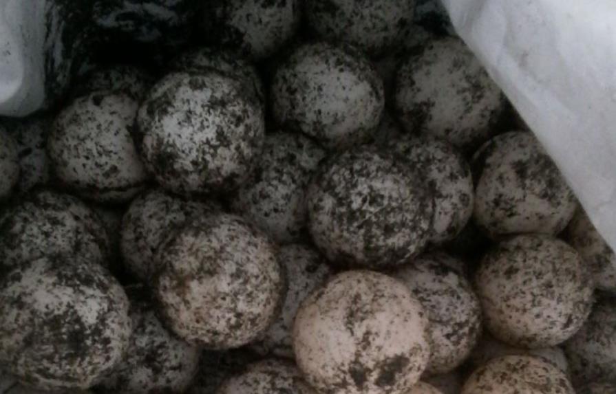Incautan 89 huevos de tortuga en Paya, Baní