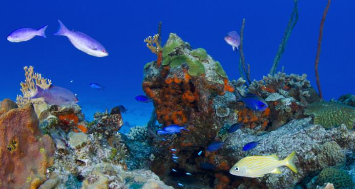Aprueban reglamento para la protección de arrecifes de coral en Puerto Rico