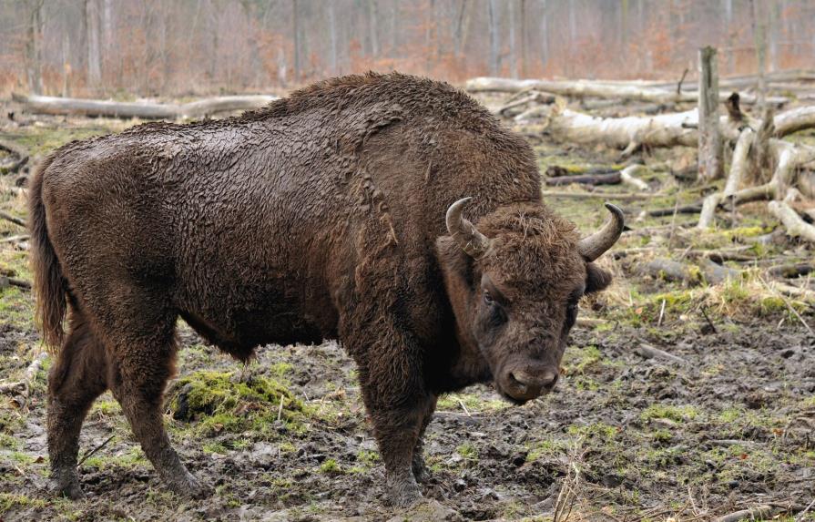 Descubren los orígenes del bisonte europeo a través de ADN y arte rupestre