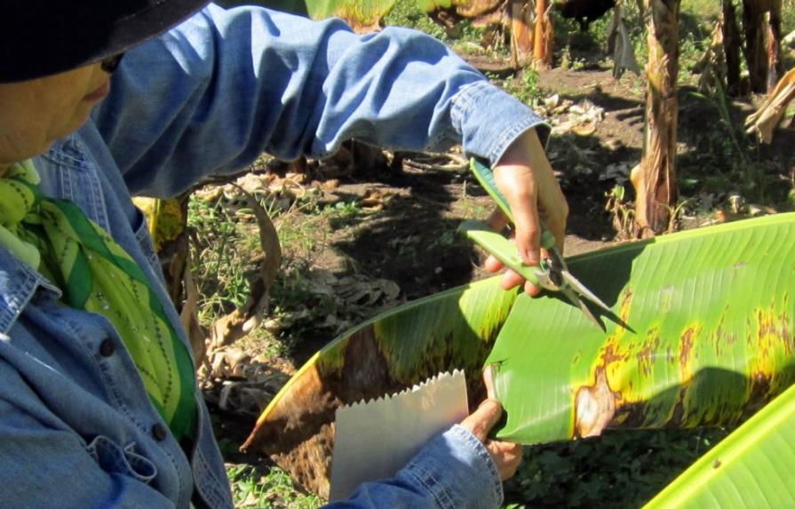Sigatoka Negra ataca plantaciones de plátanos en Barahona y Bahoruco  