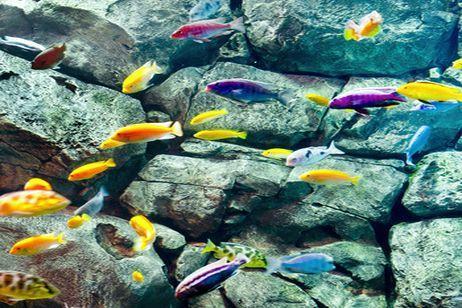 Expertos descubren el porqué de la inusual diversidad de los peces cíclidos