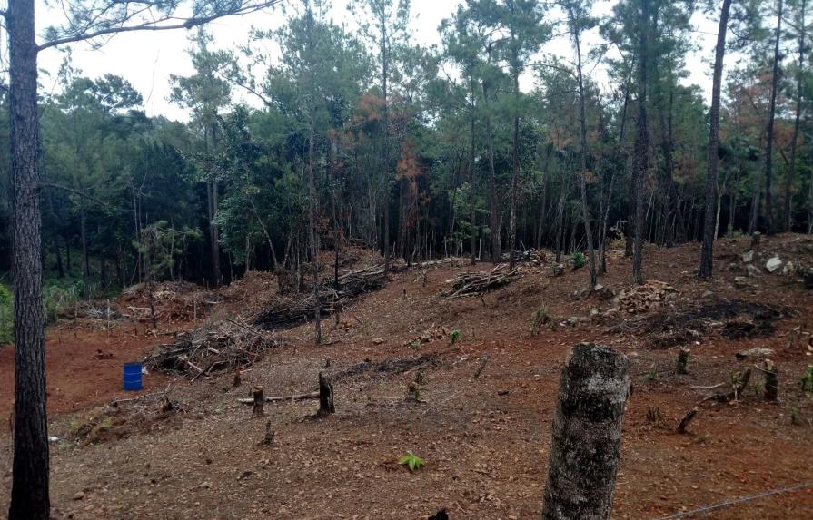Hacendado aclara tala de      árboles en el municipio Bonao