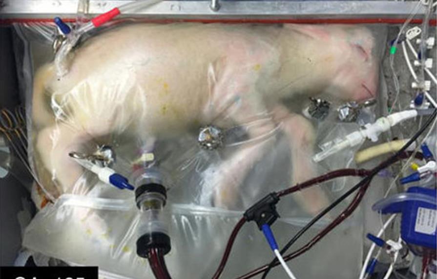 Un útero artificial mantiene con vida a fetos de animales prematuros
