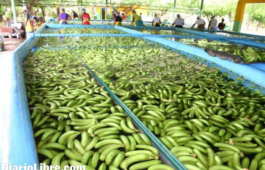 Tras demanda de Migración, productores de banano inician regularización de mano de obra