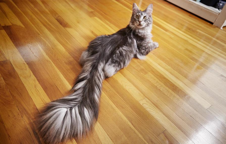 Récord Guiness: el gato con la cola más larga