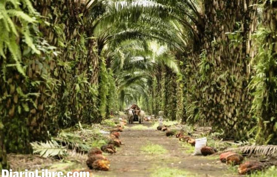Proyecto de palma africana reduce el desempleo en El Valle, Hato Mayor