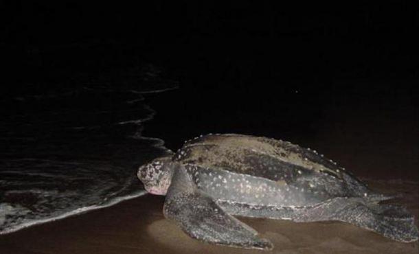 Aumentan los nidos de tortugas tinglar en las playas de Puerto Rico
