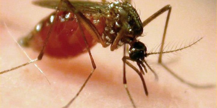 Brasil producirá mosquitos transgénicos para combatir chikungunya y el dengue