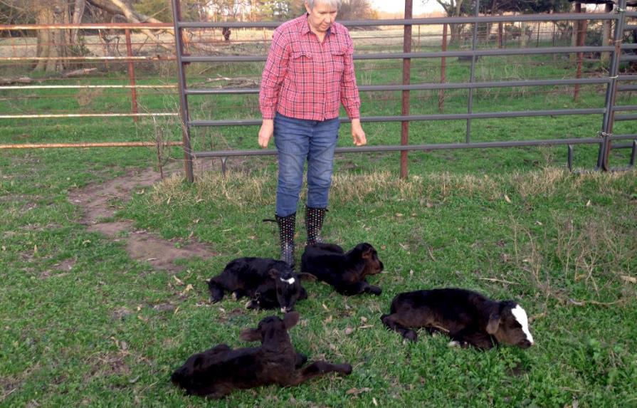 Vaca en el noreste de Texas da a luz a cuatrillizos