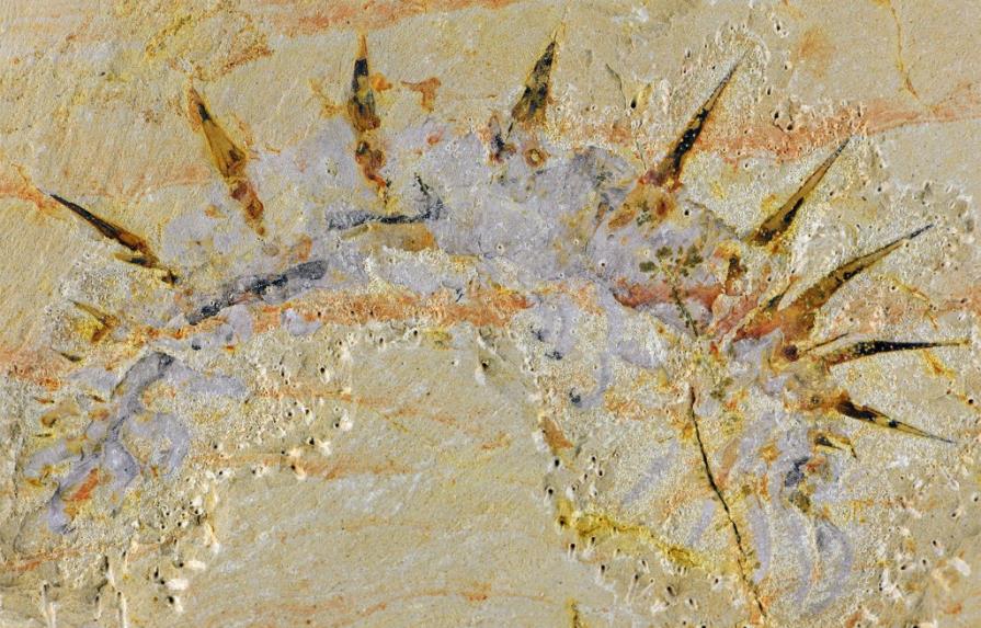 Un extraño gusano de hace 515 millones de años y con 72 púas da la cara